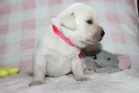 Dolly, a female Labrador Retriever and English Cream Golden Retriever for sale in Kansas City, MO – 6 of 8