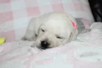 Dolly, a female Labrador Retriever and English Cream Golden Retriever for sale in Kansas City, MO – 3 of 8
