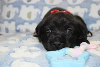 River, a male Labrador Retriever and English Cream Golden Retriever for sale in Kansas City, MO – 6 of 6