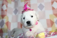 Golden Dreams!💝💖, a  English Cream Golden Retriever for sale in Kansas City, MO – 10 of 10