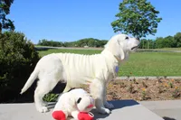 Dreamy Creams, a  English Cream Golden Retriever for sale in Kansas City, MO – 4 of 10