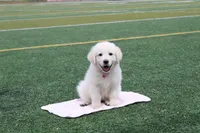Isabella, a female Golden Retriever and English Cream Golden Retriever for sale in Kansas City, MO – Photo 10 of 10