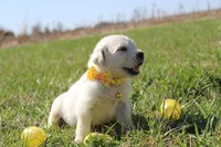 Isabella, a female Golden Retriever and English Cream Golden Retriever for sale in Kansas City, MO – Photo 5 of 9