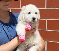 Isabella, a female Golden Retriever and English Cream Golden Retriever for sale in Kansas City, MO – Photo 3 of 10