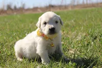 Isabella, a female Golden Retriever and English Cream Golden Retriever for sale in Kansas City, MO – Photo 2 of 9