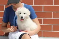 Isabella, a female Golden Retriever and English Cream Golden Retriever for sale in Kansas City, MO – Photo 2 of 10