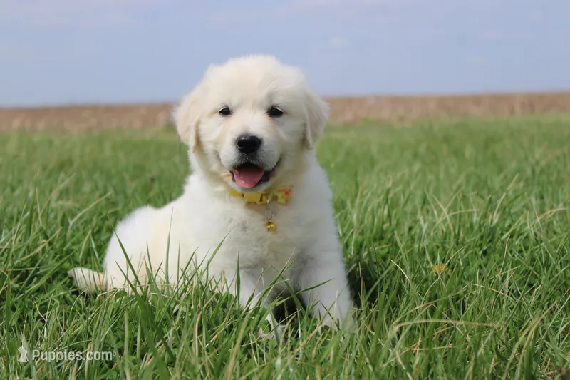 Isabella – Golden Retriever, English Cream Golden Retriever puppy for sale in Denver, CO