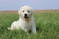 Isabella, a female Golden Retriever and English Cream Golden Retriever for sale in Denver, CO – Photo 1 of 6