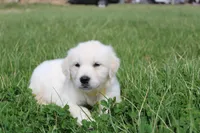 Isabella, a female Golden Retriever and English Cream Golden Retriever for sale in Denver, CO – Photo 5 of 6
