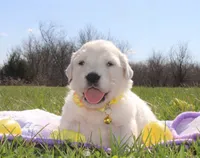 Isabella, a female Golden Retriever and English Cream Golden Retriever for sale in Kansas City, MO – Photo 3 of 9