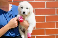 Isabella, a female Golden Retriever and English Cream Golden Retriever for sale in Kansas City, MO – Photo 4 of 10