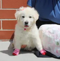 Isabella, a female Golden Retriever and English Cream Golden Retriever for sale in Kansas City, MO – Photo 5 of 10