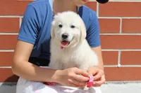 Isabella, a female Golden Retriever and English Cream Golden Retriever for sale in Kansas City, MO – Photo 8 of 10