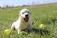 Isabella, a female Golden Retriever and English Cream Golden Retriever for sale in Kansas City, MO – Photo 7 of 9