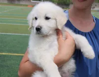 Isabella, a female Golden Retriever and English Cream Golden Retriever for sale in Kansas City, MO – Photo 6 of 10