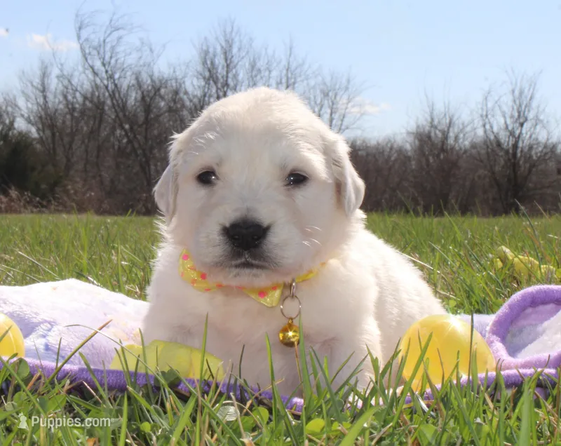 Isabella – Golden Retriever, English Cream Golden Retriever puppy for sale in Kansas City, MO