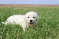 Isabella, a female Golden Retriever and English Cream Golden Retriever for sale in Denver, CO – Photo 6 of 6