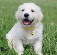 Isabella, a female Golden Retriever and English Cream Golden Retriever for sale in Denver, CO – Photo 3 of 6