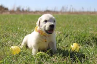 Isabella, a female Golden Retriever and English Cream Golden Retriever for sale in Kansas City, MO – Photo 6 of 9