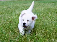 Isabella, a female Golden Retriever and English Cream Golden Retriever for sale in Denver, CO – Photo 4 of 6