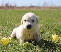 Isabella, a female Golden Retriever and English Cream Golden Retriever for sale in Kansas City, MO – Photo 4 of 9