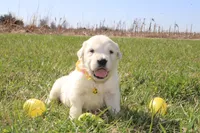 Isabella, a female Golden Retriever and English Cream Golden Retriever for sale in Kansas City, MO – Photo 9 of 9