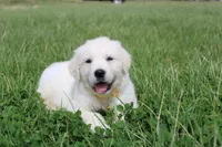 Isabella, a female Golden Retriever and English Cream Golden Retriever for sale in Denver, CO – Photo 2 of 6
