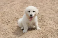 Isabella, a female Golden Retriever and English Cream Golden Retriever for sale in Kansas City, MO – Photo 9 of 10