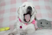 Susie, a female Labrador Retriever and English Cream Golden Retriever for sale in Kansas City, MO – 5 of 9