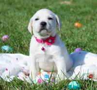 Opal, a female Labrador Retriever and Goldador for sale in Kansas City, MO – Photo 6 of 9