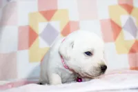 Opal, a female Labrador Retriever for sale in Kansas City, MO – Photo 3 of 9