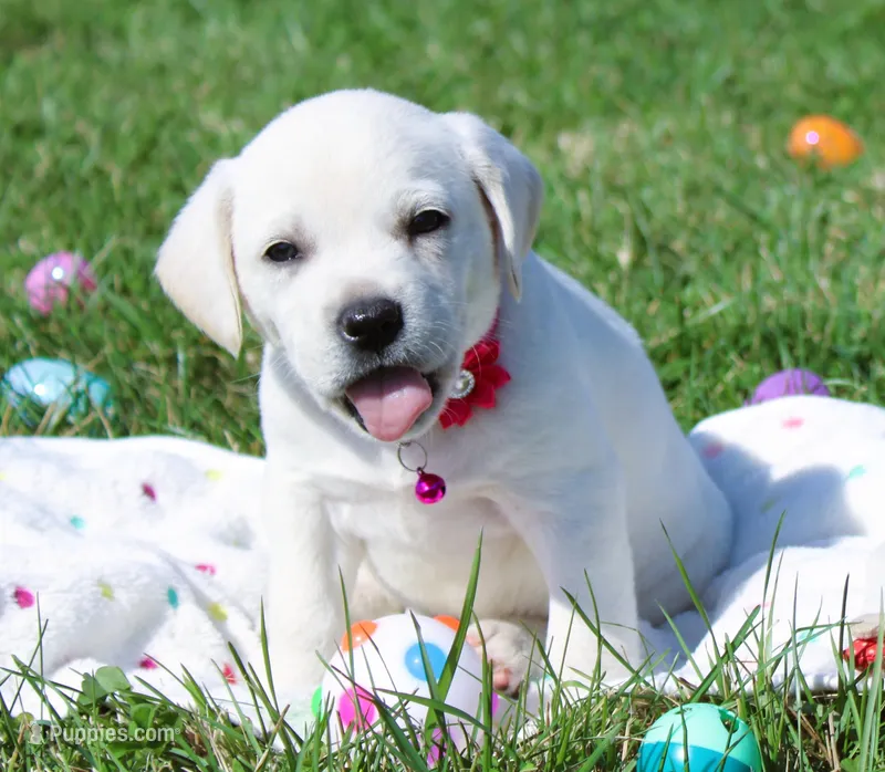 Opal – Labrador Retriever, Goldador puppy for sale in Kansas City, MO
