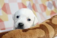 Opal, a female Labrador Retriever for sale in Kansas City, MO – Photo 9 of 9