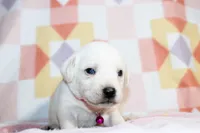 Opal, a female Labrador Retriever for sale in Kansas City, MO – Photo 4 of 9