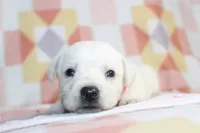 Opal, a female Labrador Retriever for sale in Kansas City, MO – Photo 5 of 9