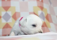 Opal, a female Labrador Retriever for sale in Kansas City, MO – Photo 2 of 9