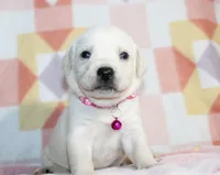 Opal, a female Labrador Retriever for sale in Kansas City, MO – Photo 1 of 9