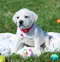 Opal, a female Labrador Retriever and Goldador for sale in Kansas City, MO – Photo 9 of 9