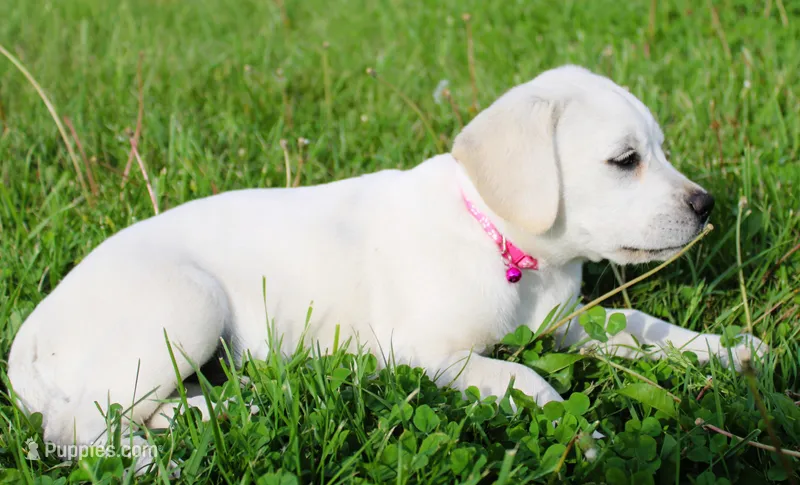 Opal – Labrador Retriever, Goldador puppy for sale in Kansas City, MO