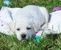 Opal, a female Labrador Retriever and Goldador for sale in Kansas City, MO – Photo 2 of 9