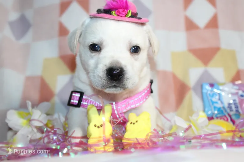 Opal – Labrador Retriever puppy for sale in Kansas City, MO