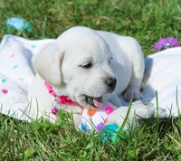 Opal, a female Labrador Retriever and Goldador for sale in Kansas City, MO – Photo 8 of 9