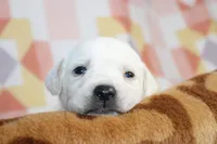 Opal, a female Labrador Retriever for sale in Kansas City, MO – Photo 8 of 9