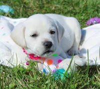 Opal, a female Labrador Retriever and Goldador for sale in Kansas City, MO – Photo 3 of 9