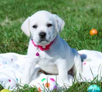 Opal, a female Labrador Retriever and Goldador for sale in Kansas City, MO – Photo 4 of 9