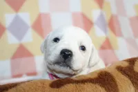 Opal, a female Labrador Retriever for sale in Kansas City, MO – Photo 7 of 9