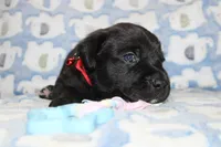 River, a male Labrador Retriever and English Cream Golden Retriever for sale in Kansas City, MO – 2 of 6