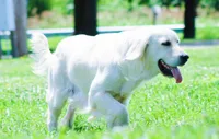 Upcoming Litter! Show quality!, a  English Cream Golden Retriever for sale in Kansas City, MO – 4 of 9