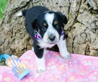 Freckles, a female Miniature Australian Shepherd for sale in Kansas City, MO – 3 of 5