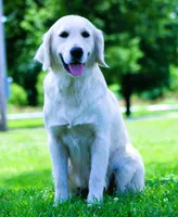Upcoming Litter! Show quality!, a  English Cream Golden Retriever for sale in Kansas City, MO – 3 of 9